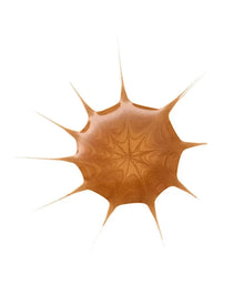 Gotas Bronceadoras Essence